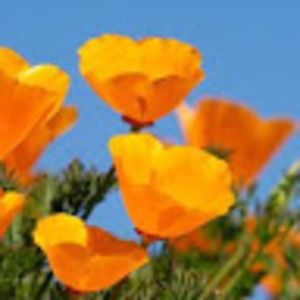 Meet your Posher, Cali